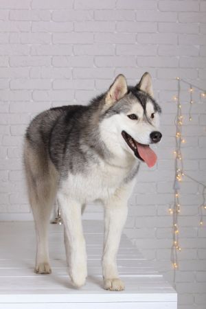 Photo of Husky Haven Yanki Best Pleiya