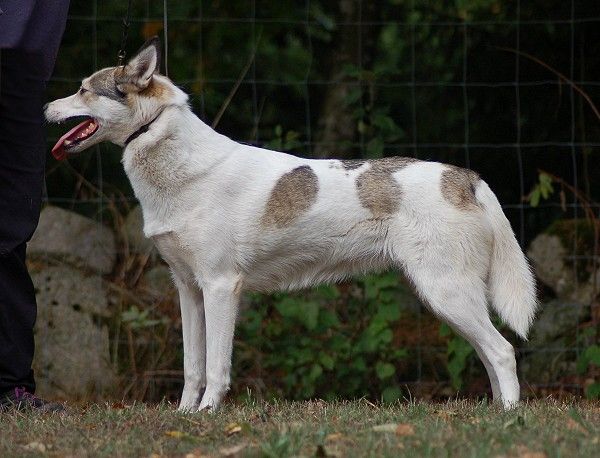 Photo of Good Mushing Ehdoton-Esimerkki
