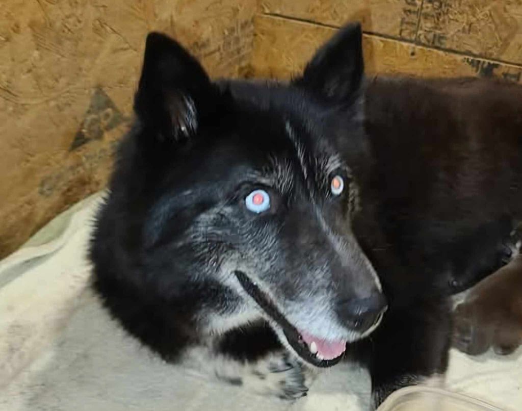 Photo of Midnight Storm Riggs