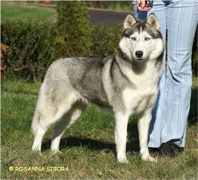 Photo of Winalmik’s Blue Vertigo Of Big Foot