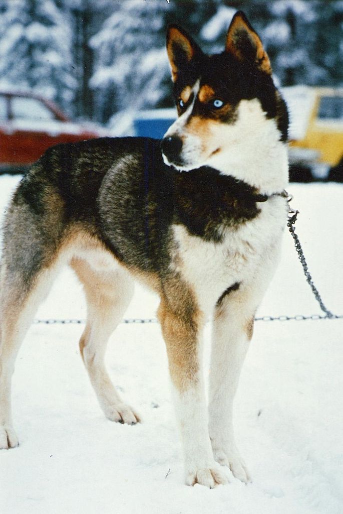 Photo of Nugget Of Calivali