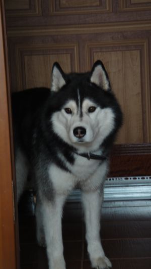 Photo of Belstok Erens Black Torn