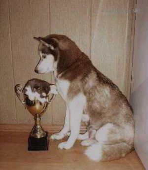 Photo of Tanez Vetra Arisha iz Prizrachnoy Stai