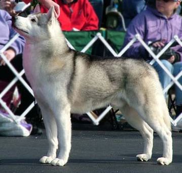 Photo of Royal Star Holy Terror