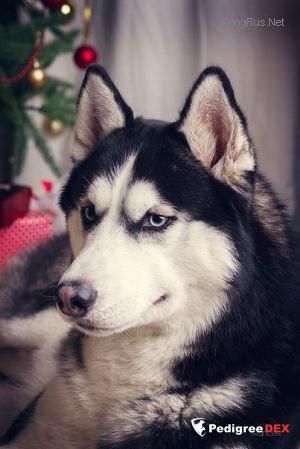 Photo of Edvard