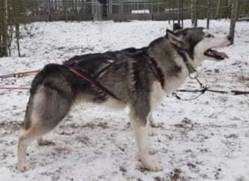 Photo of Snow Shade Kollum Lynch
