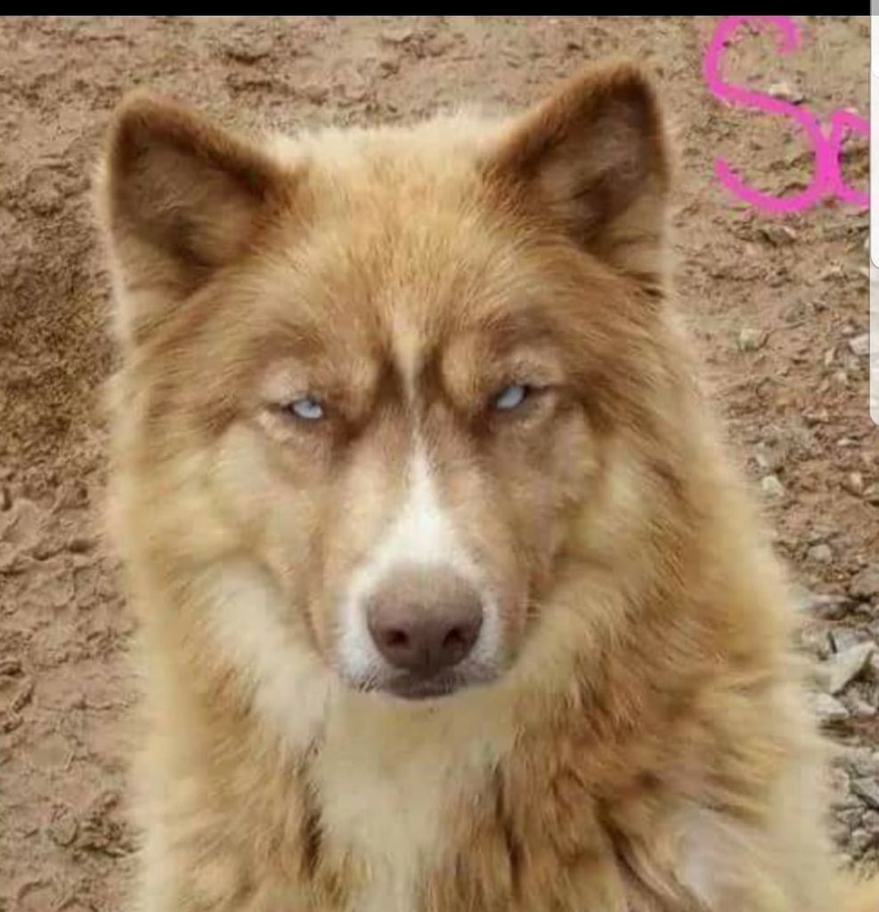 Photo of Bella Rose IV