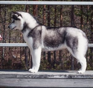 Photo of OlgiVan Show Meeko