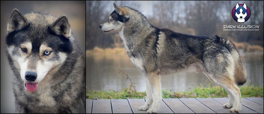 Photo of Silver Wolf Anana Amarok