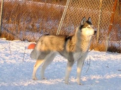 Photo of Cedarpaws Genesis Of Snoweyr