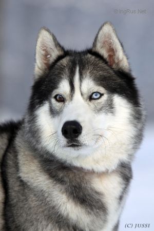 Photo of Hugo