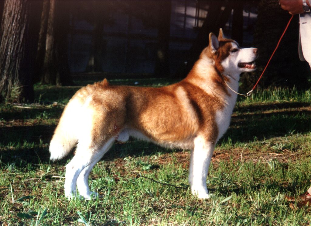 Photo of Innisfree Sno Chief