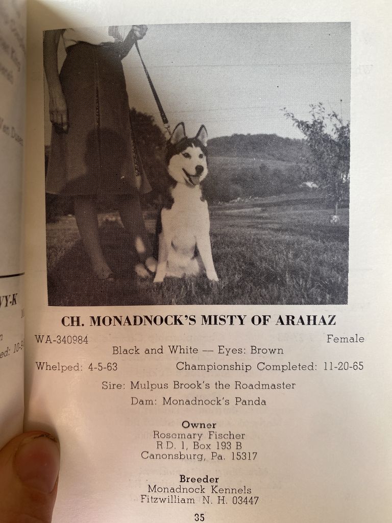 Photo of Monadnock’s Misty of Arahaz