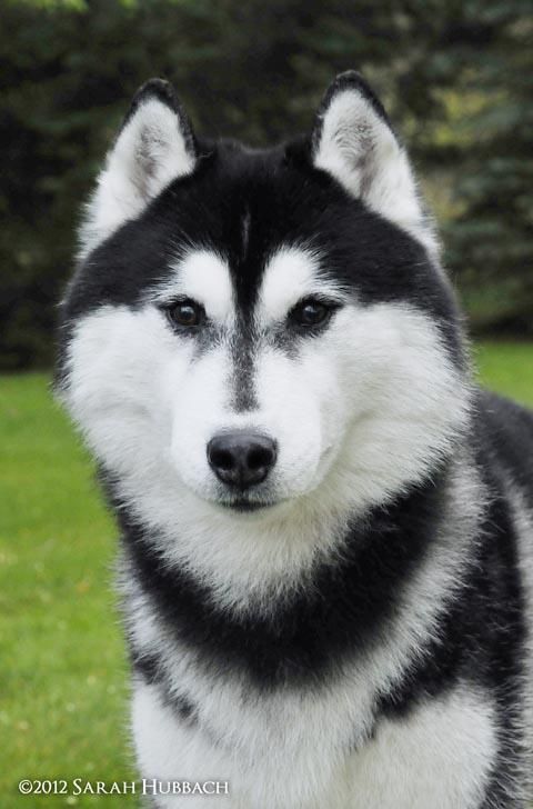 Photo of Karnovanda’s Sirius Black
