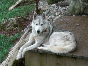 Photo of Polar Speed Jaakko