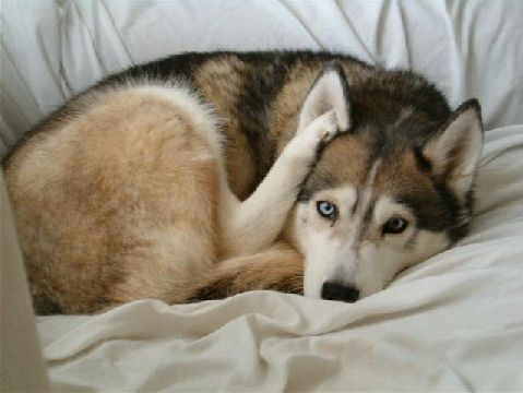 Photo of Kortar’s Krocketta Klone