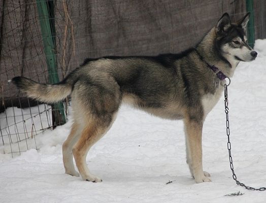 Photo of Kelim's Sombra