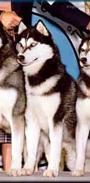 Photo of Karnovanda Once In A Blue Moon
