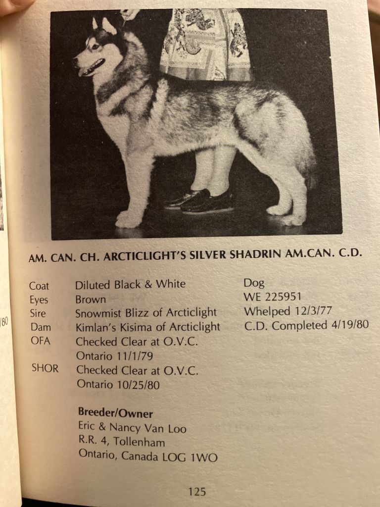 Photo of Arcticlight’s Silver Shadrin
