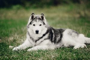 Photo of Husky Haven Carmen