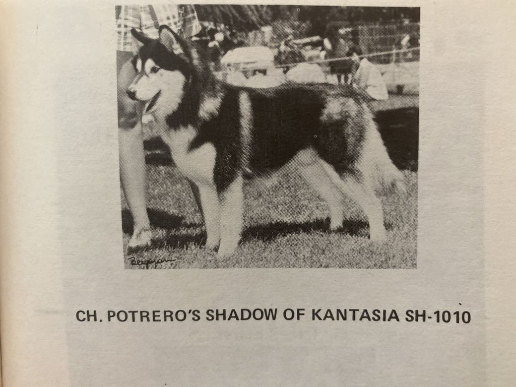 Photo of Potrero’s Shadow of Kantasia
