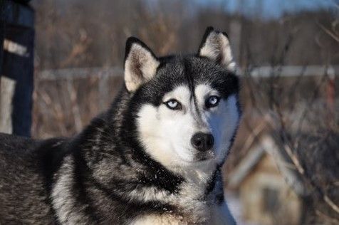 Photo of Kortar’s Kontinuingtoshine