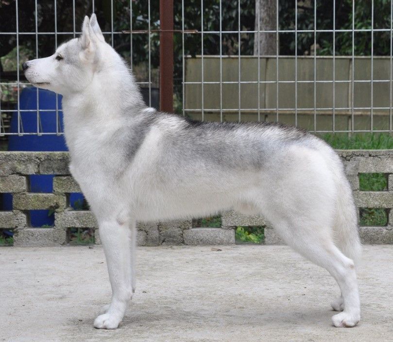 Photo of Nanook’s Cool Monsoon