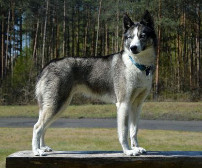 Photo of ZIREAEL WOLF Anana Amarok