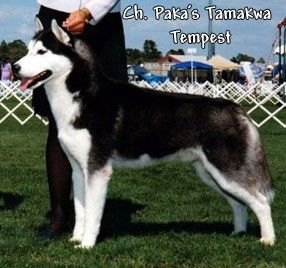 Photo of Paka’s Tamakwa Tempest