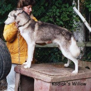 Photo of Kodiak’s Willow