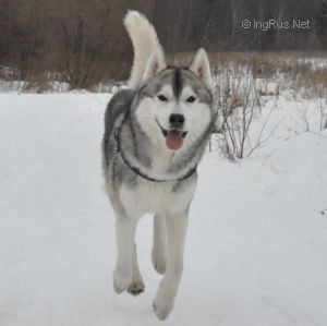 Photo of Arctic Magic Remember The Time