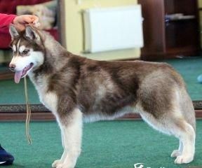 Photo of Amaretto Star Snow Winner