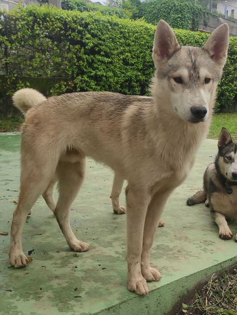 Photo of Durio's kennel E' Maverick