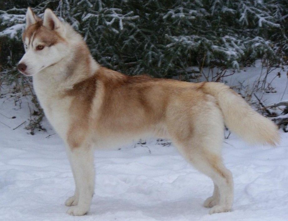 Photo of PVT STK The Fire Within Nanook