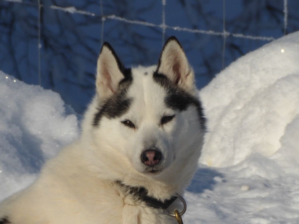 Photo of Komaksiut’s Vostok