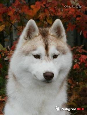 Photo of Nanook’s Winter Wind
