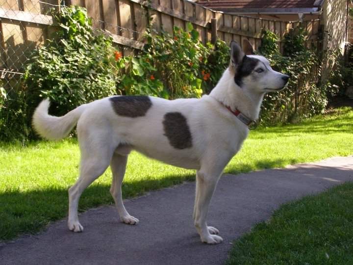 Photo of Trinity Kennel’s Baltic