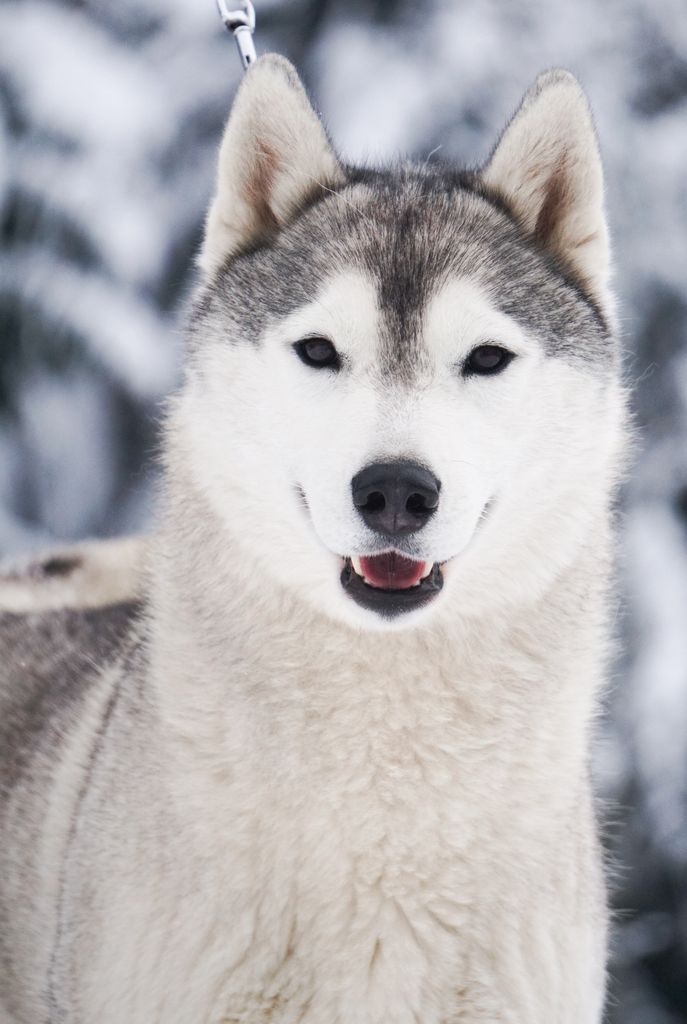 Photo of Agloolik Double Agent