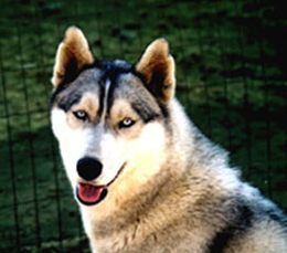 Photo of Wolvereen Nordic Empress