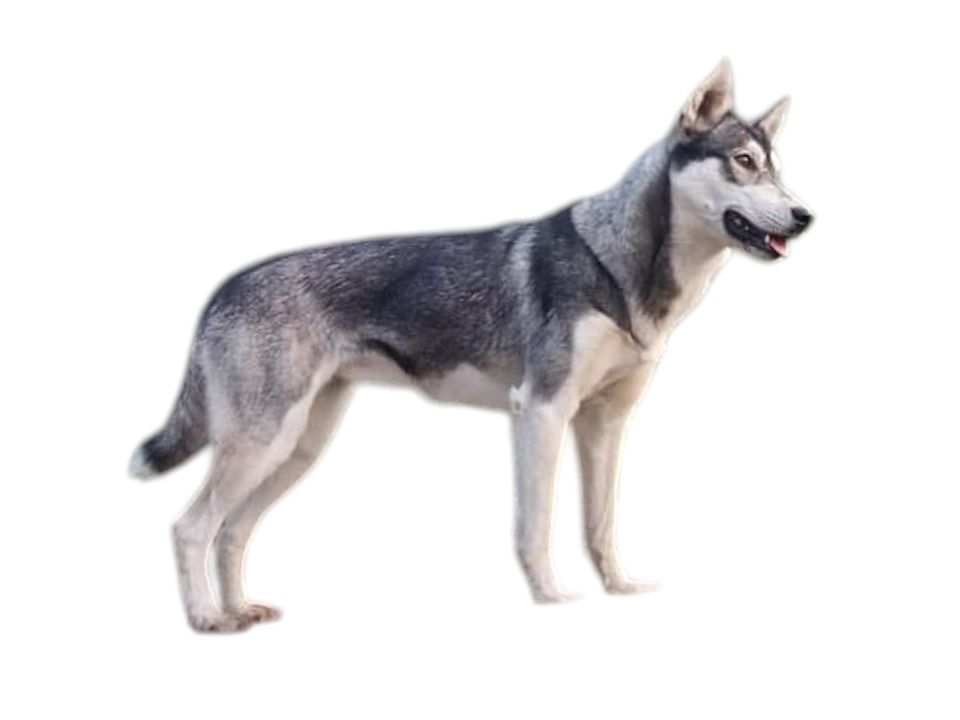 Photo of Good Mushing Hirmu-Menijä