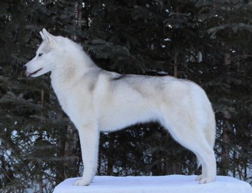Photo of SnowyDreams Dance With Wolves