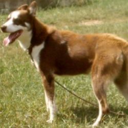 Photo of Sargent’s Miss Sae-Sae