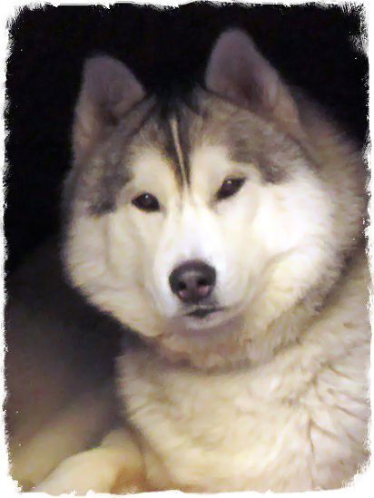 Photo of Siberian Miracle Generous Brendan