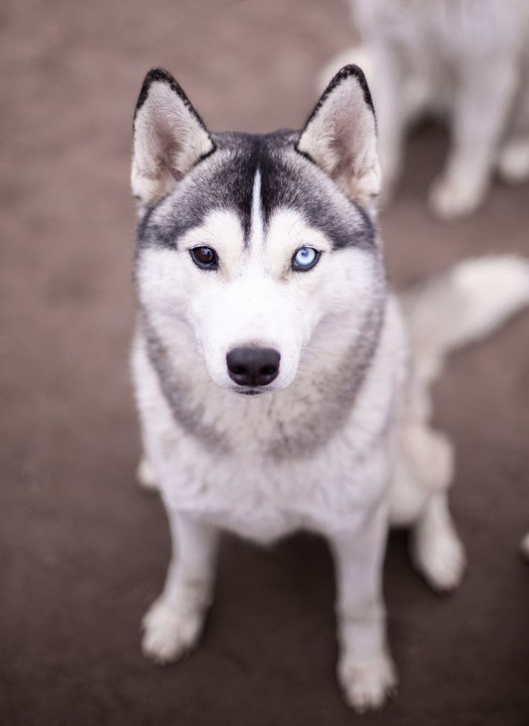 Photo of Anirniq from Minsky Siberians