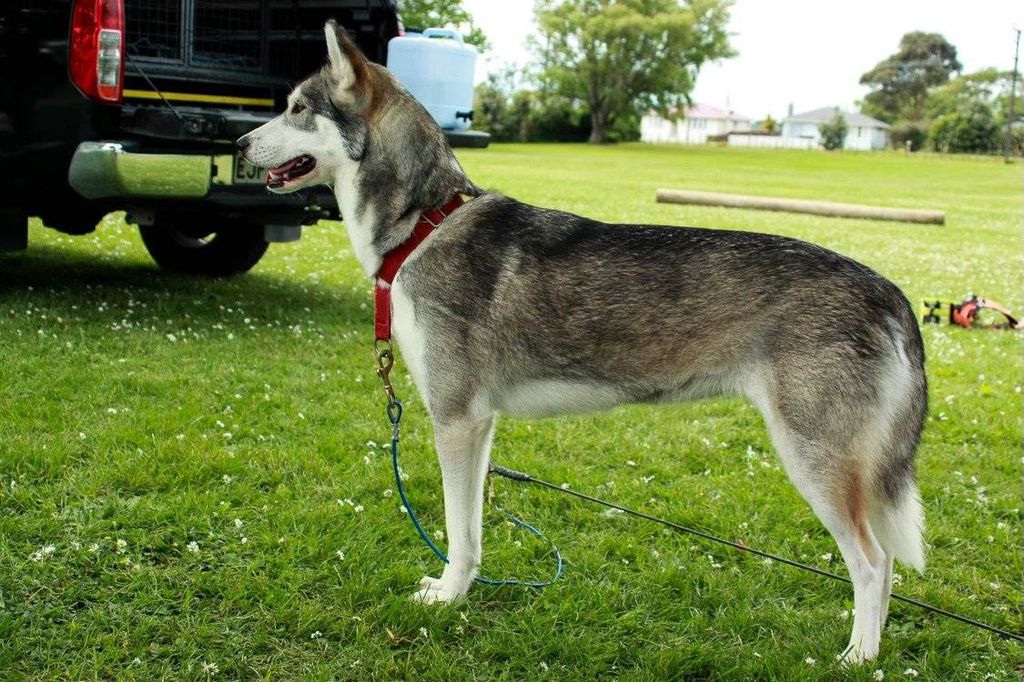 Photo of Northernfore Zelda