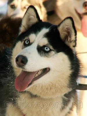 Photo of Ucha S Akulovoi Gori