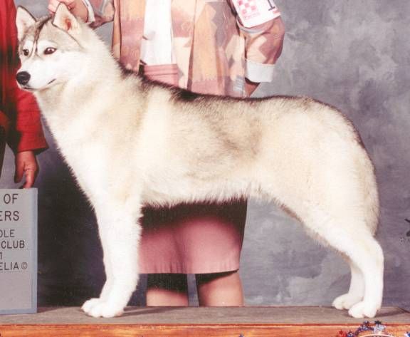 Photo of Nykiska’s Desert Fox