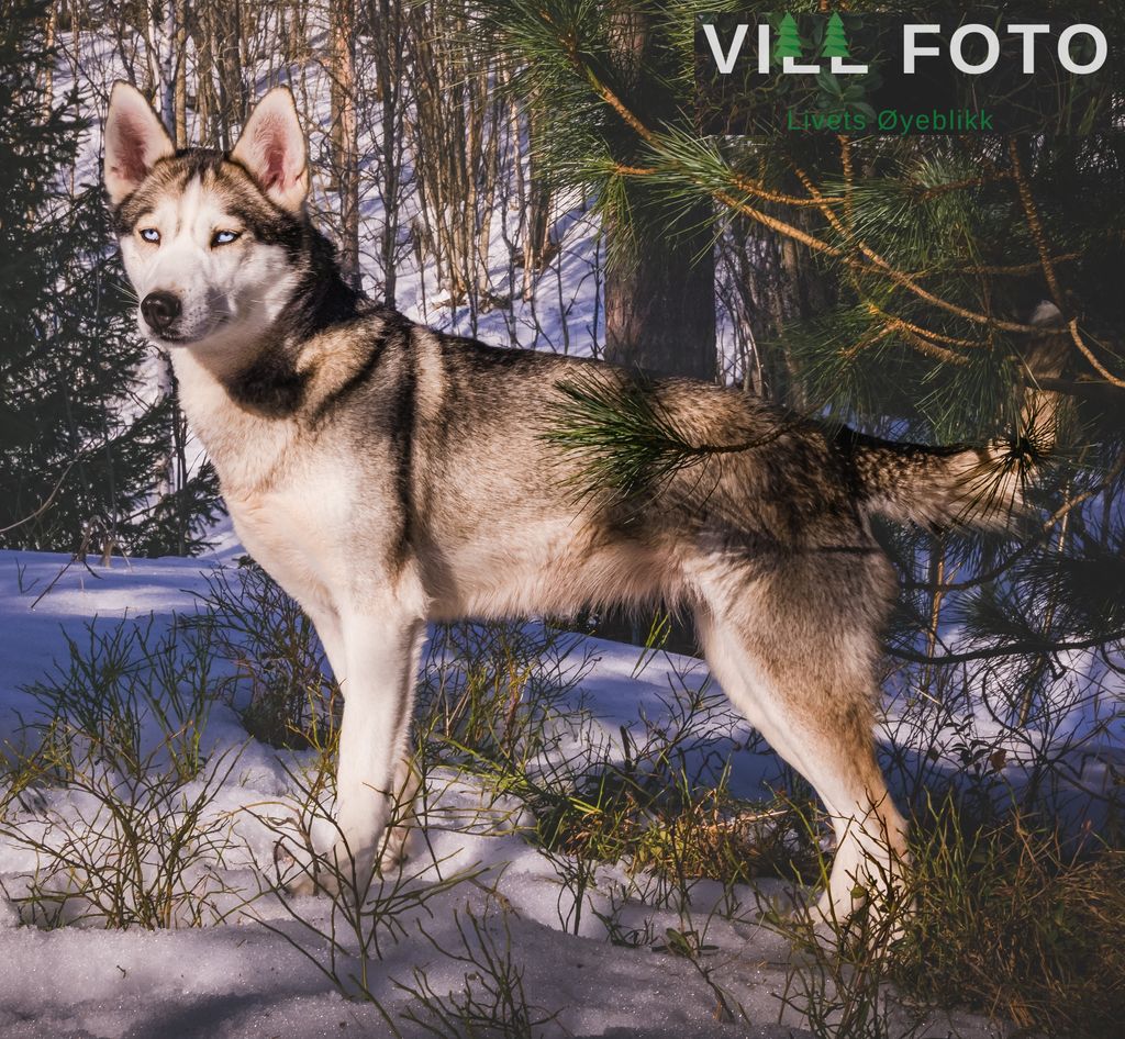 Photo of Violeta
