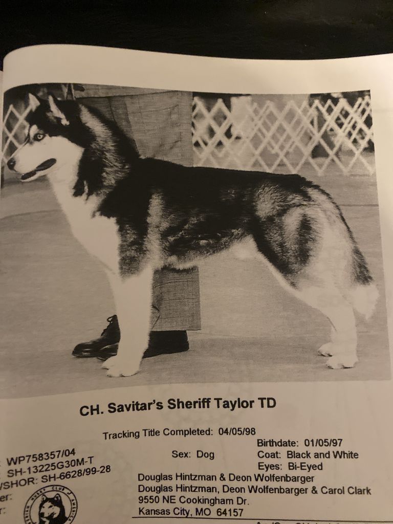Photo of Savitar’s Sheriff Taylor