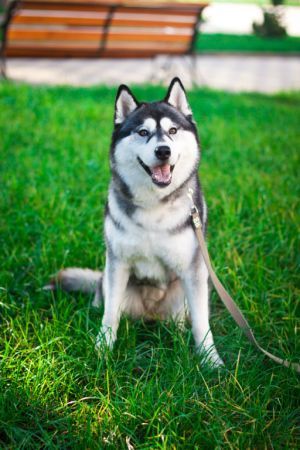 Photo of Husky Haven Uraniya